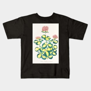 Variegated Sedum - Hylotelephium sieboldii variegata - botanical illustration Kids T-Shirt